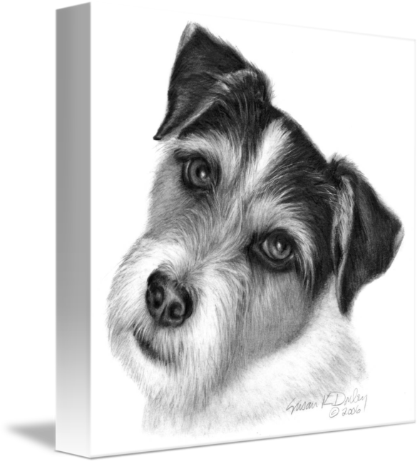 589x650 Wire Haired Jack Russell Terrier - Jack Russell Terrier Drawing