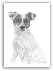 224x300 jack russell terrier greetings card - Jack Russell Terrier Drawing