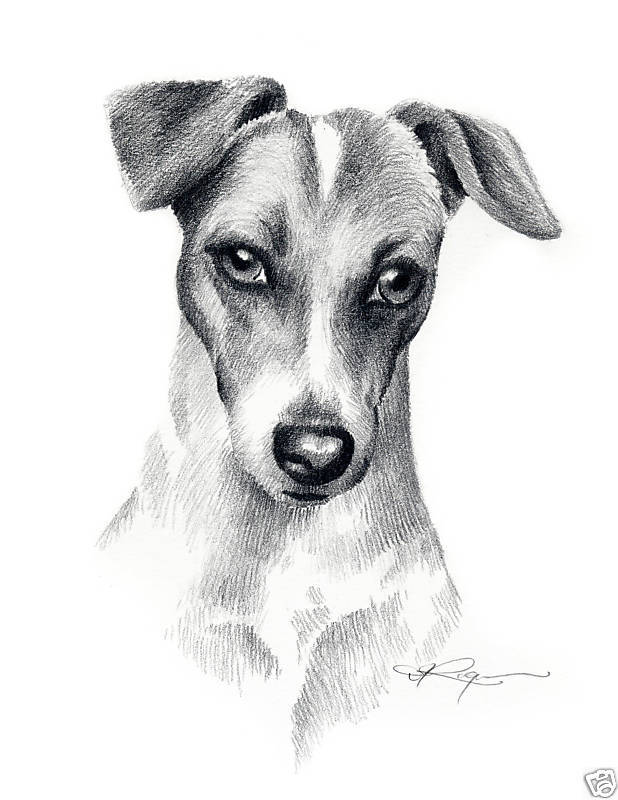 Jack Russell Terrier Drawing at PaintingValley.com | Explore collection ...