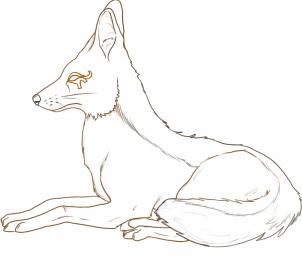 302x259 how to draw a jackal, step - Jackal Drawing