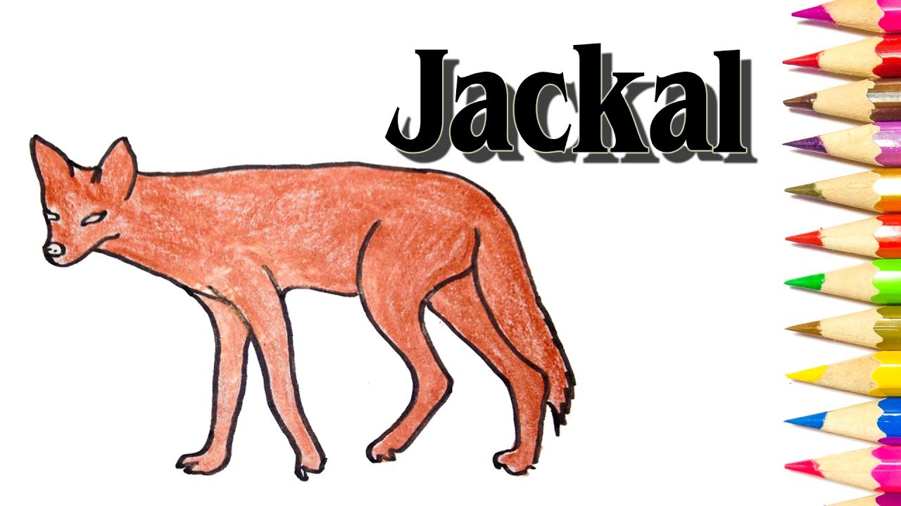 1280x720 how to draw a jackal - Jackal Drawing