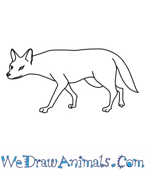300x350 how to draw an asiatic jackal - Jackal Drawing