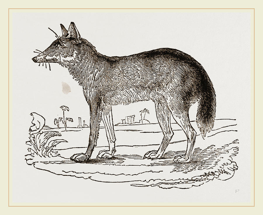 900x736 jackal drawing - Jackal Drawing