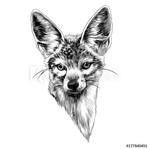Jackal Drawing at Explore collection of Jackal Drawing
