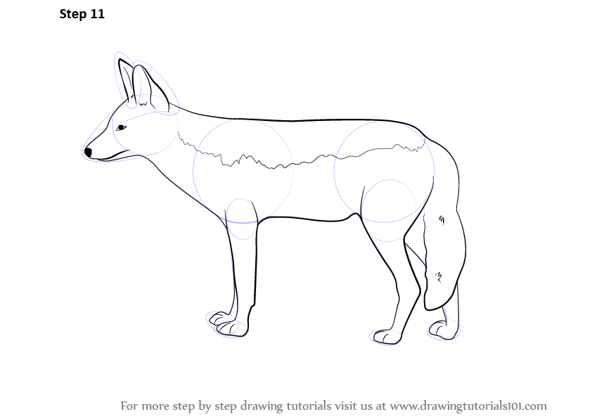 842x596 learn how to draw a jackal - Jackal Drawing