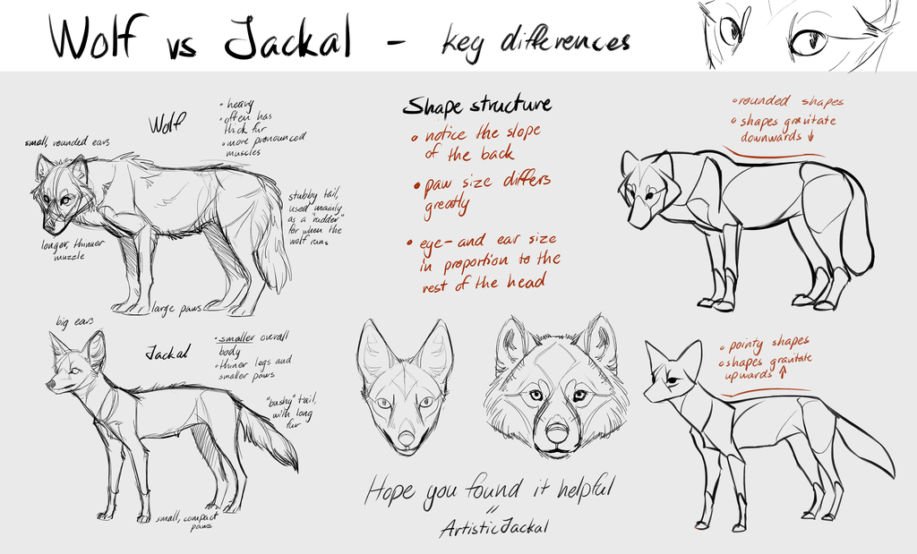 1024x619 wolf vs jackal tutorial - Jackal Drawing
