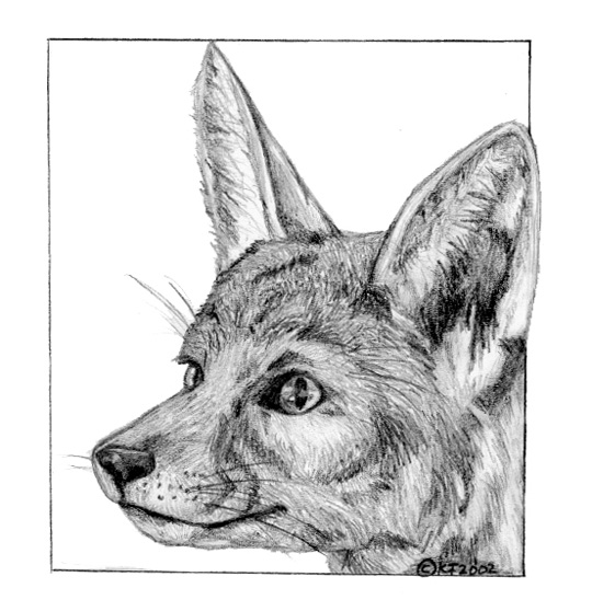 Jackal Drawing at Explore collection of Jackal Drawing