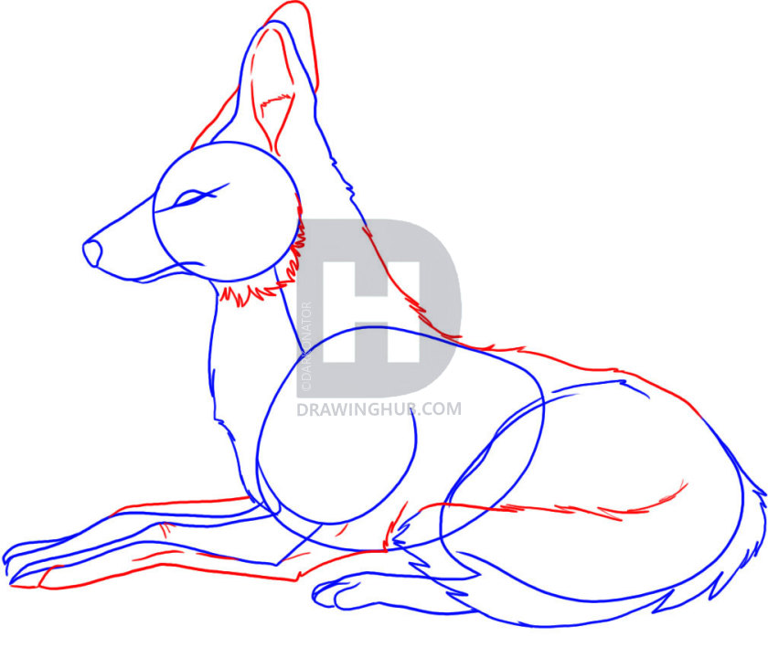 840x720 how to draw a jackal, step - Jackal Drawing