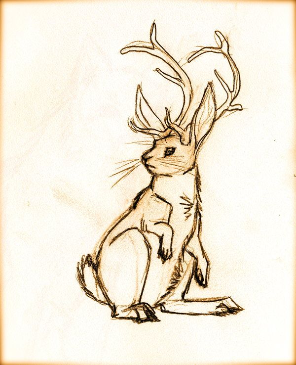 600x738 Jackalope Drawing Amazing Drawing Skill - Jackalope Drawing