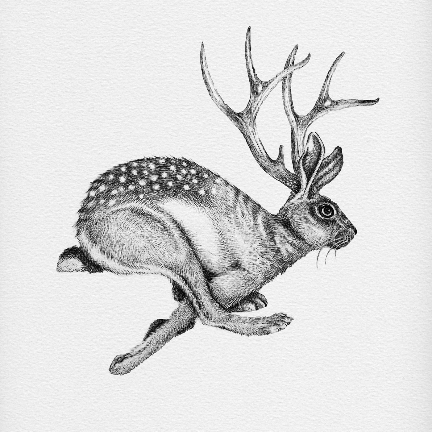1400x1400 Jackalope Drawing Pic Drawing Skill - Jackalope Drawing