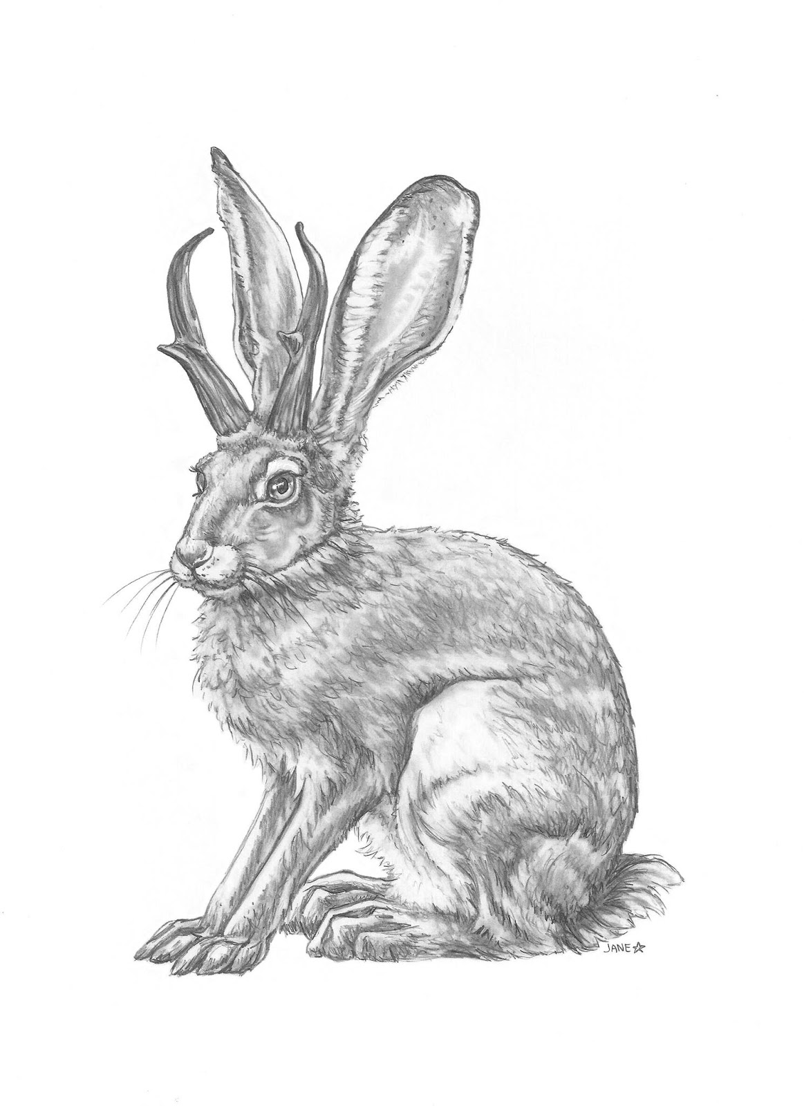 1163x1600 Jackalope Drawing Pics Drawing Skill - Jackalope Drawing