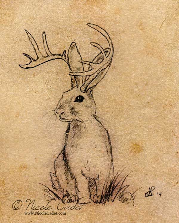 600x746 Jackalope - Jackalope Drawing