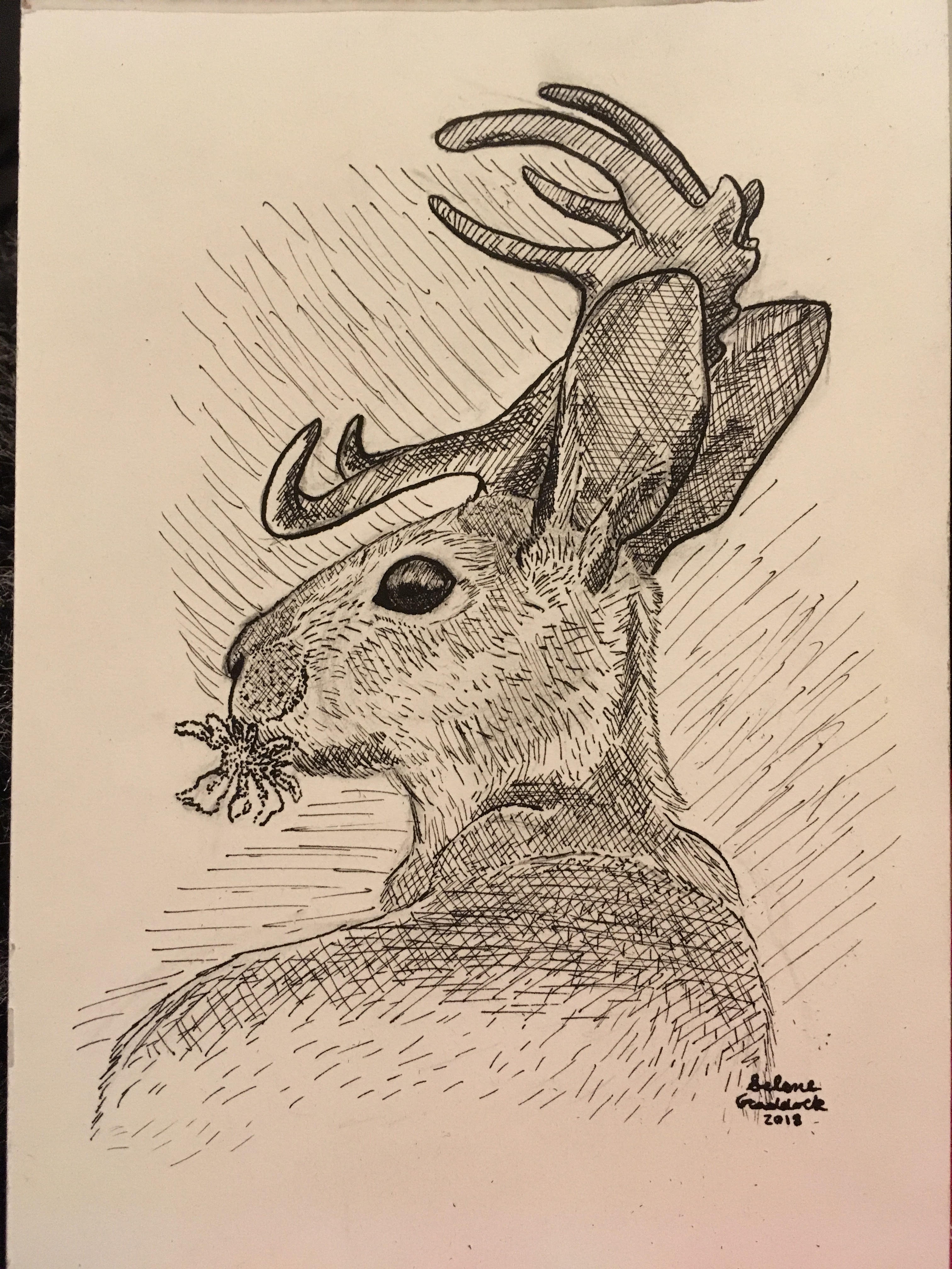 Jackalope Drawing at Explore collection of