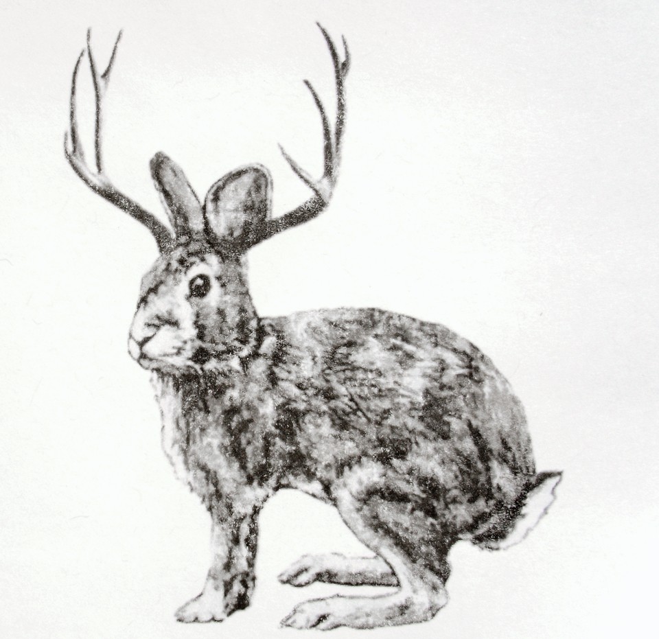 960x931 Jackalope Drawing Free Download - Jackalope Drawing