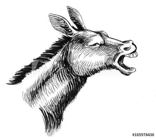 500x444 Jackass Head - Jackass Drawing