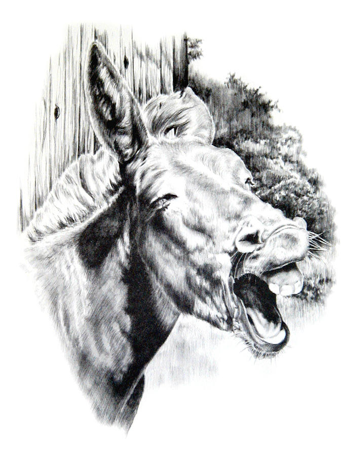 Jackass Drawing at Explore collection of Jackass