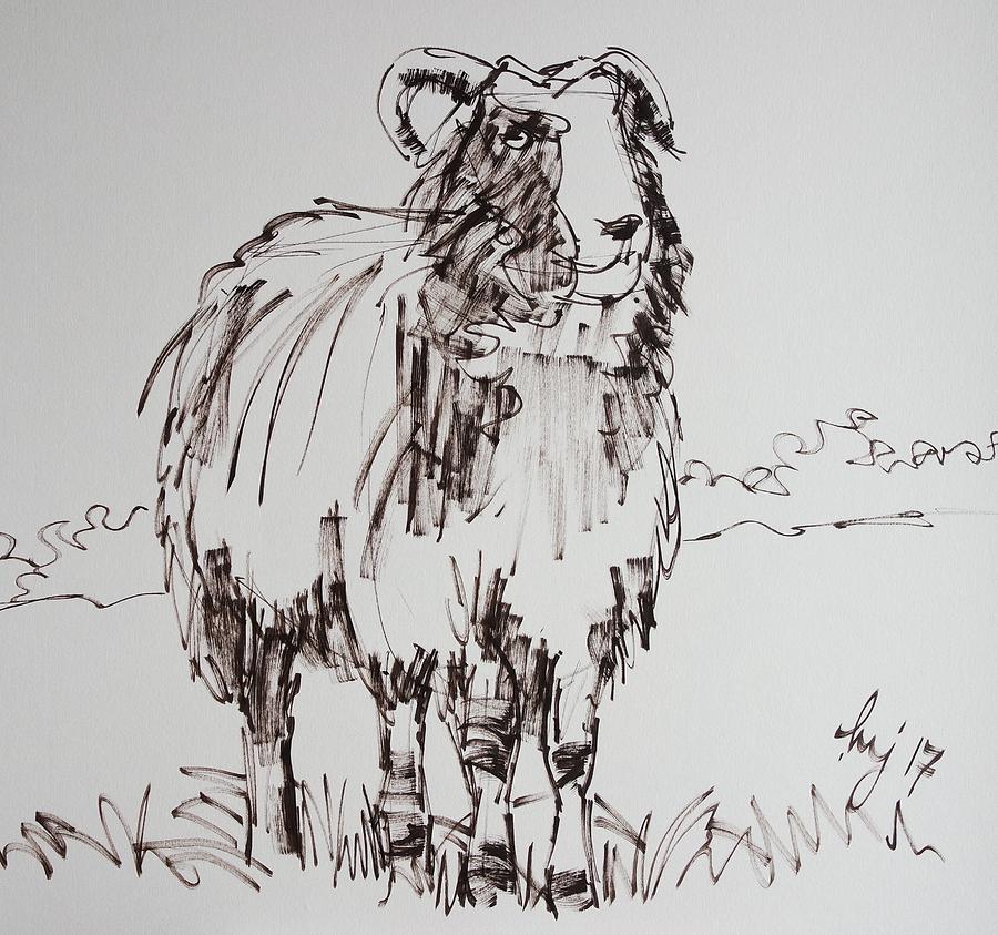 900x843 jacob sheep drawing drawing - Jacob Drawing