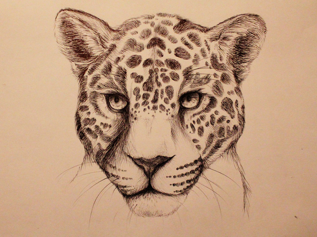 35 Latest Realistic Jaguar Drawing Easy