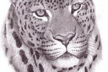 450x300 jaguar animal drawing hd wallpaper, background images - Jaguar Animal Drawing