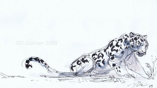600x336 Jaguar Drawing - Jaguar Animal Drawing