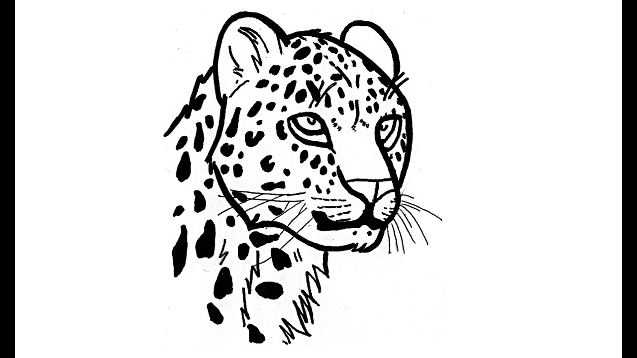 Jaguar Animal Drawing At Paintingvalley Com Explore Collection