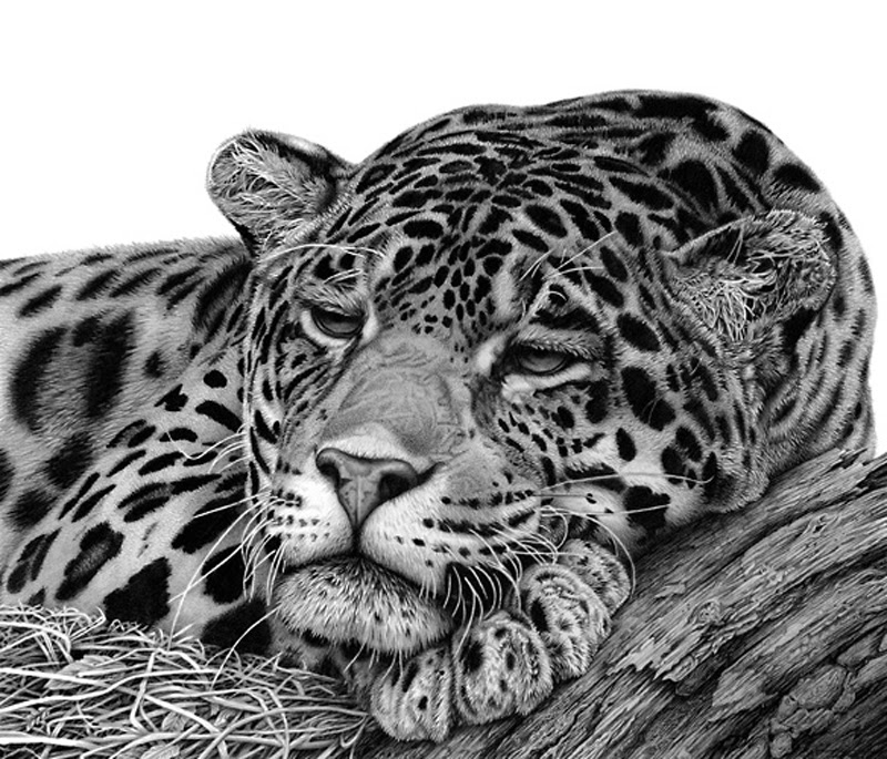 800x685 realistic animal drawings hyper realistic animal drawing jaguar - Jaguar Animal Drawing