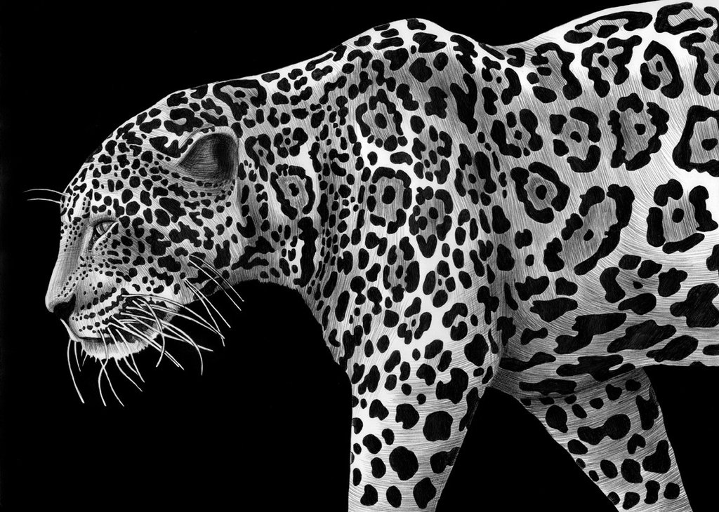 1024x730 Draw A Jaguar In Illustrator - Jaguar Animal Drawing