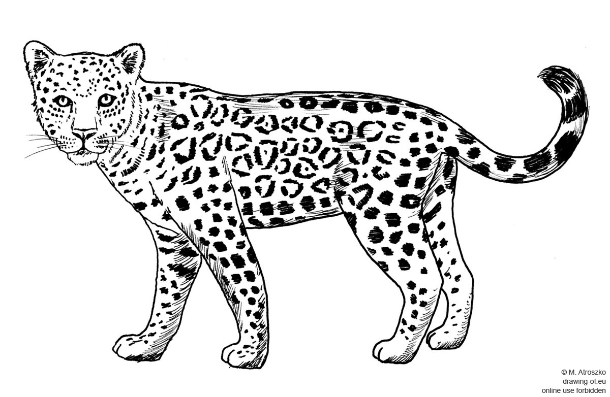 Легкие леопарда