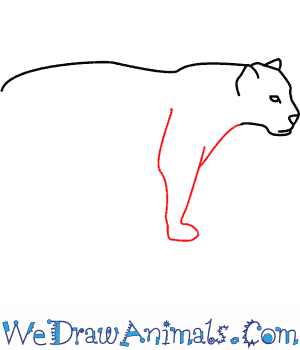 300x350 how to draw a jaguar - Jaguar Animal Drawing