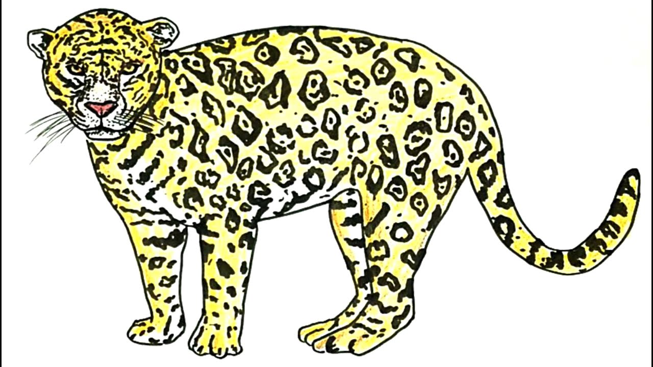 1280x720 how to draw a jaguar - Jaguar Animal Drawing