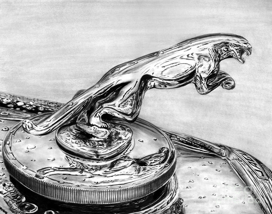 900x707 Jaguar Hood Emblem Drawing - Jaguar Car Drawing