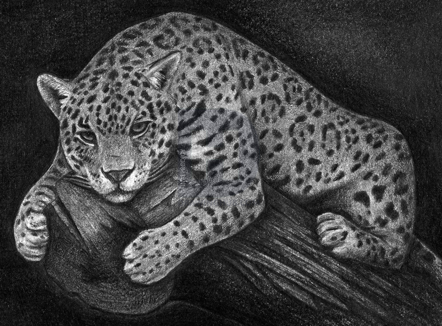 1461x1080 How To Draw A Jaguar, Step - Jaguar Drawing