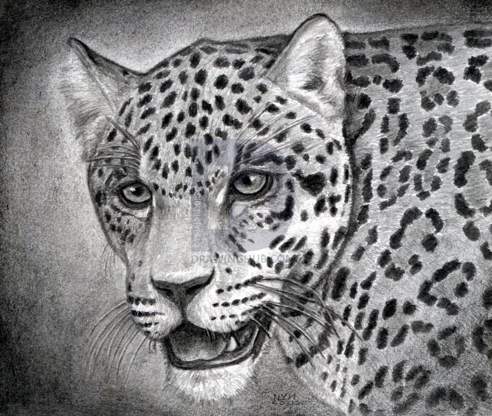 1568x1324 How To Draw A Realistic Jaguar, Step - Jaguar Drawing