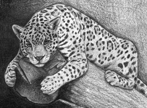 302x223 How To Draw A Jaguar, Step - Jaguar Drawing
