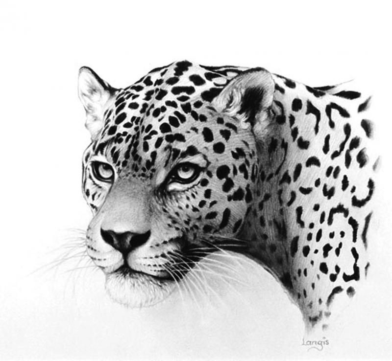 800x738 Leopard Drawing Jaguar For Free Download - Jaguar Drawing