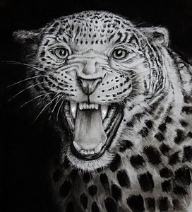 272x300 Jaguar Drawing - Jaguar Drawing