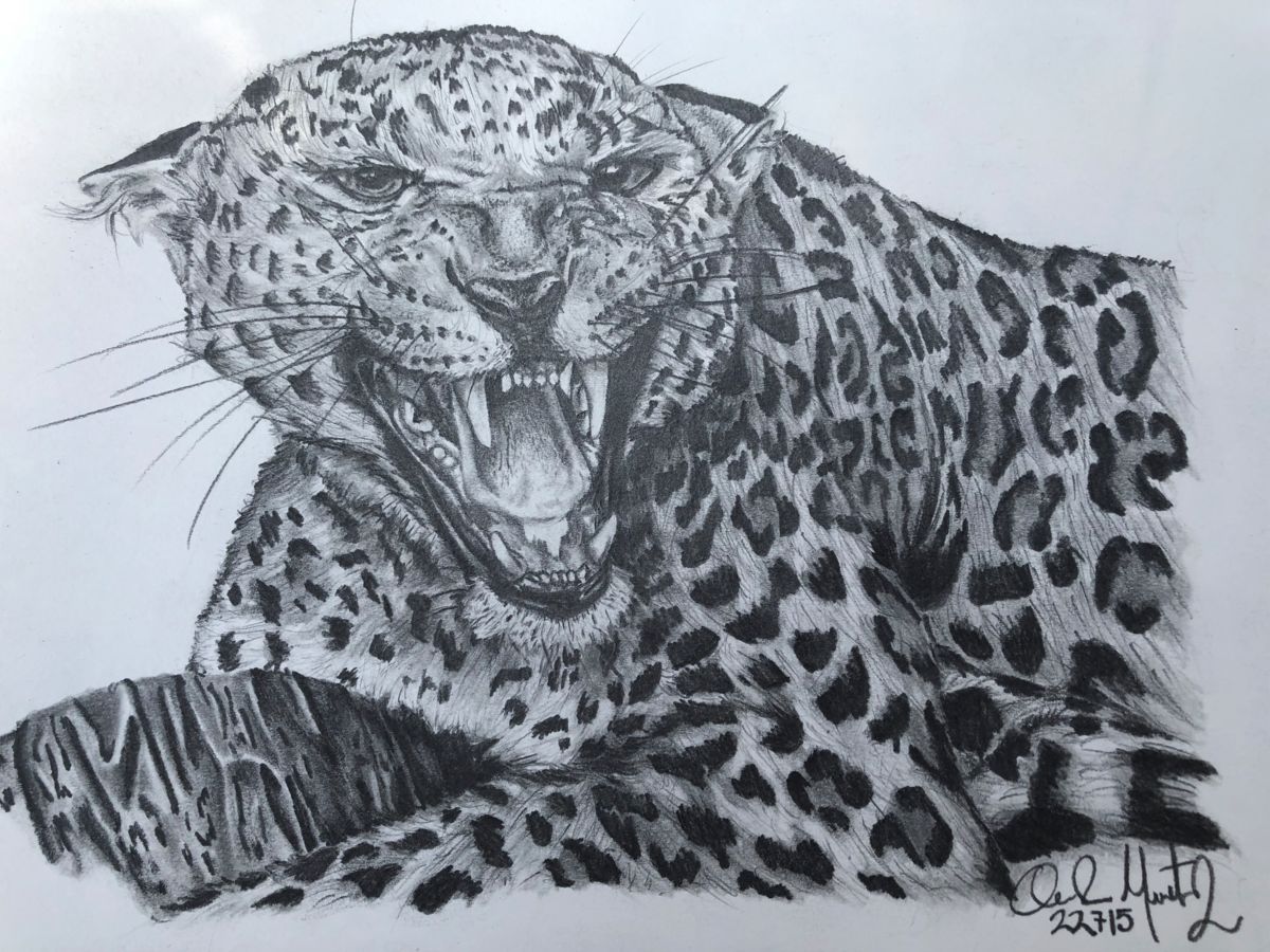 1200x900 Jaguar Drawing - Jaguar Drawing