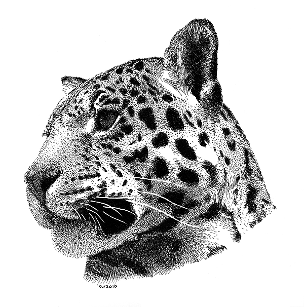 600x606 Jaguar Drawing - Jaguar Drawing