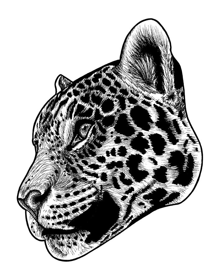 714x900 Jaguar Illustration Drawing - Jaguar Drawing