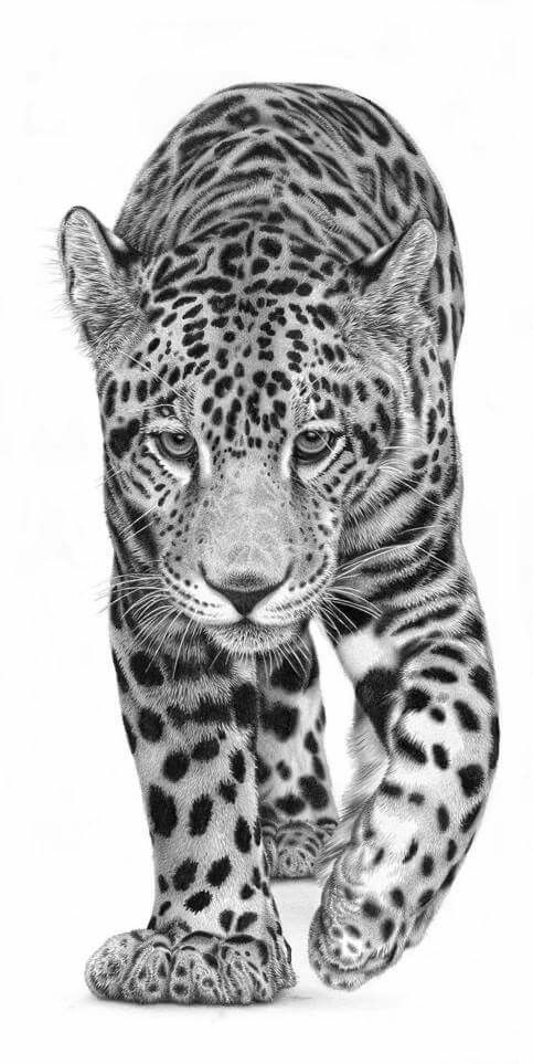483x963 jaguar drawing jaguar in leopard tattoos, pencil drawings - Jaguar Drawing