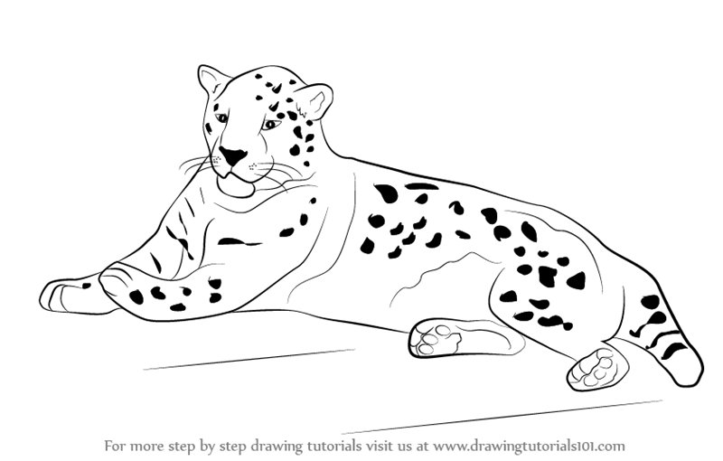 800x510 Learn How To Draw A Jaguar - Jaguar Drawing