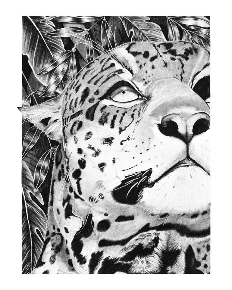 770x963 The Jaguar Drawing - Jaguar Drawing