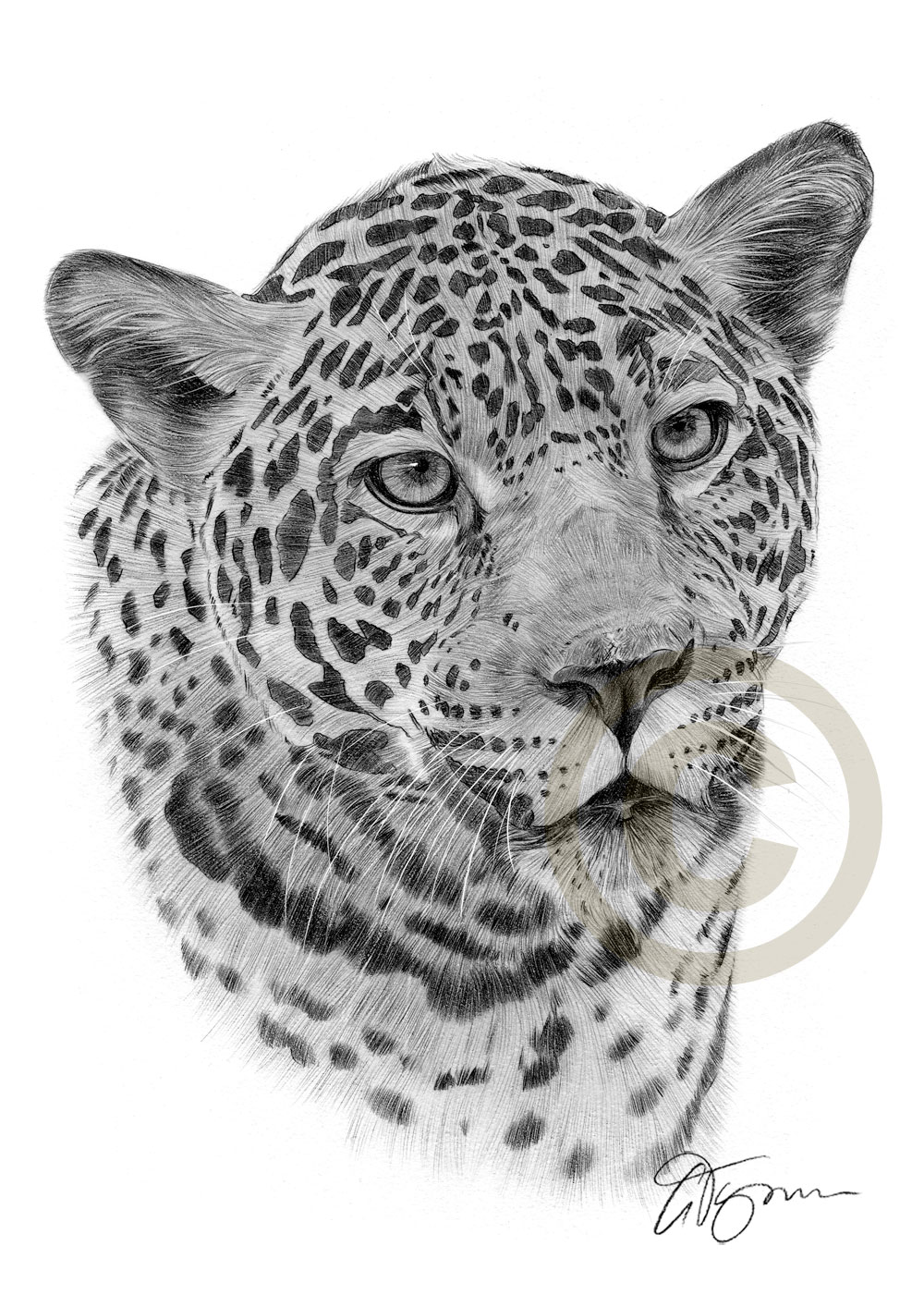 1000x1414 Big Cat Jaguar Pencil Drawing Art Print Sizes Signed - Jaguar Drawing