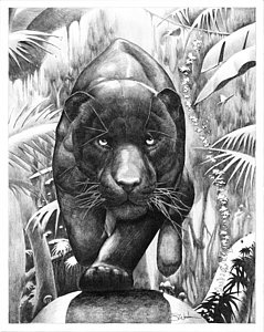239x300 Bischu, The Black Panther Drawing - Jaguar Drawing