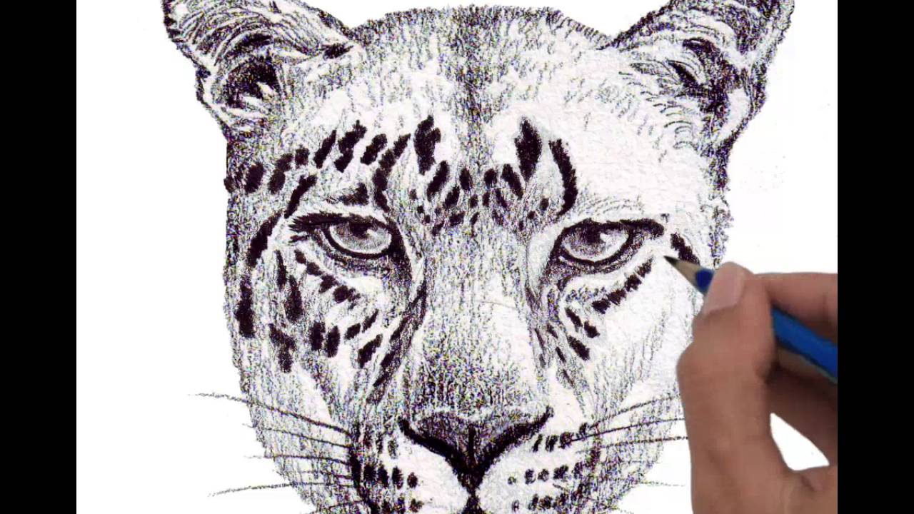 1280x720 Drawing Head Jaguar Full Step - Jaguar Drawing