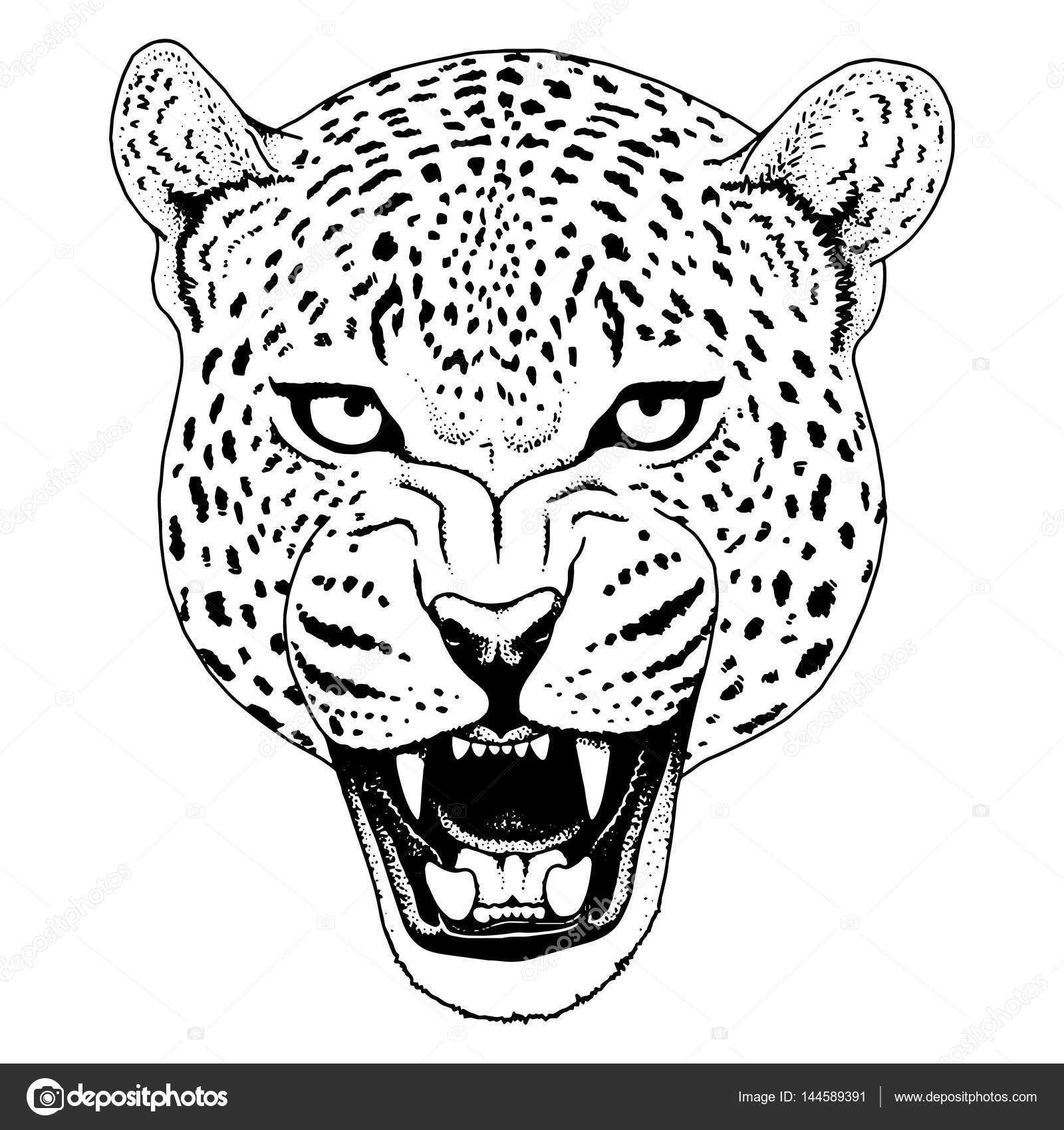 Jaguar Face Drawing at Explore collection of