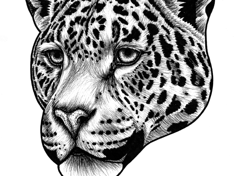 Jaguar Face Drawing at PaintingValley.com | Explore collection of