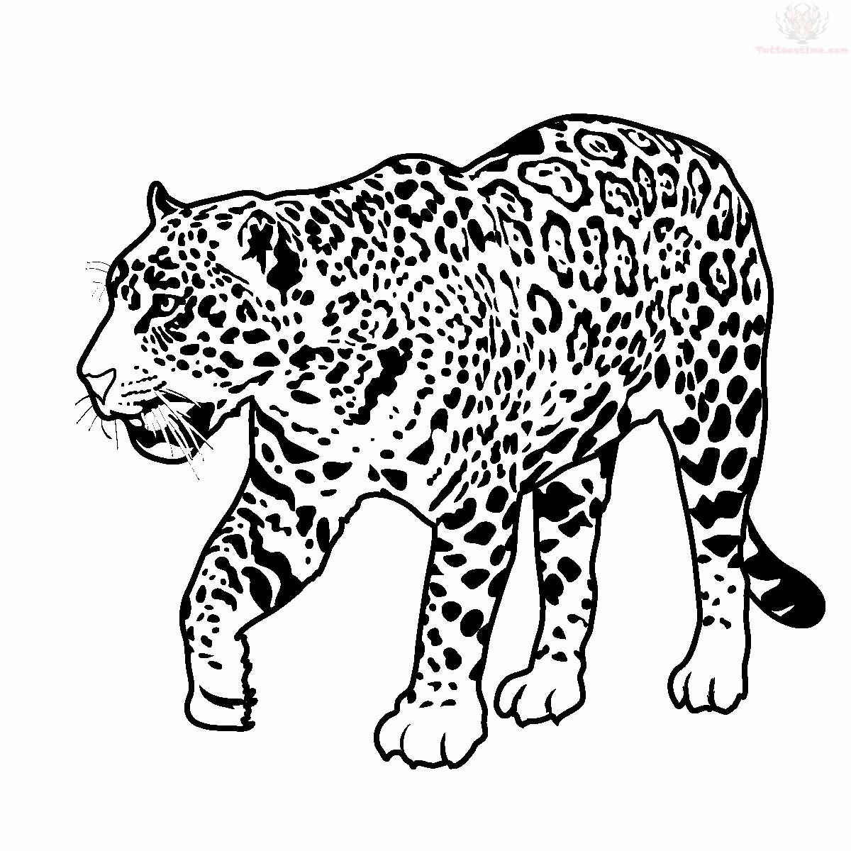 1200x1200 Photos Jaguar Drawing For Kids - Jaguar Face Drawing