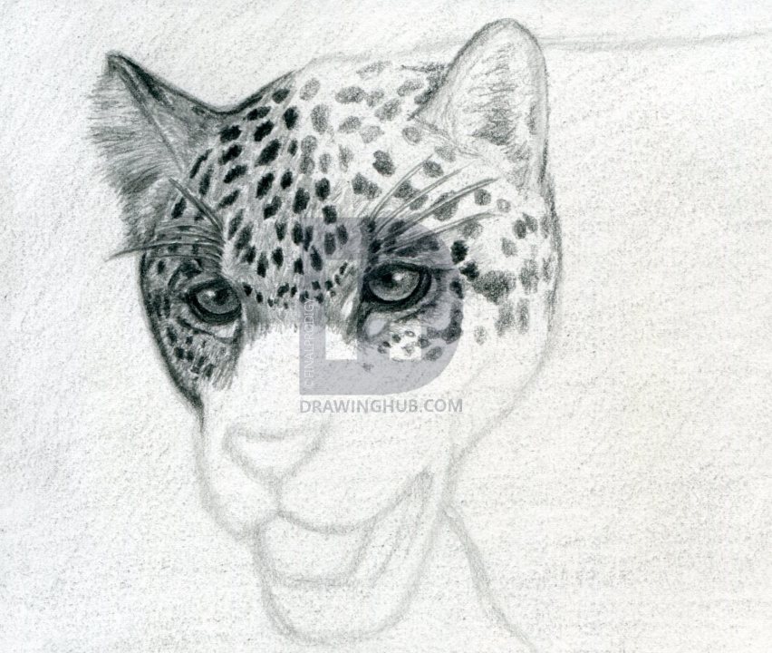 852x720 How To Draw A Realistic Jaguar, Step - Jaguar Head Drawing