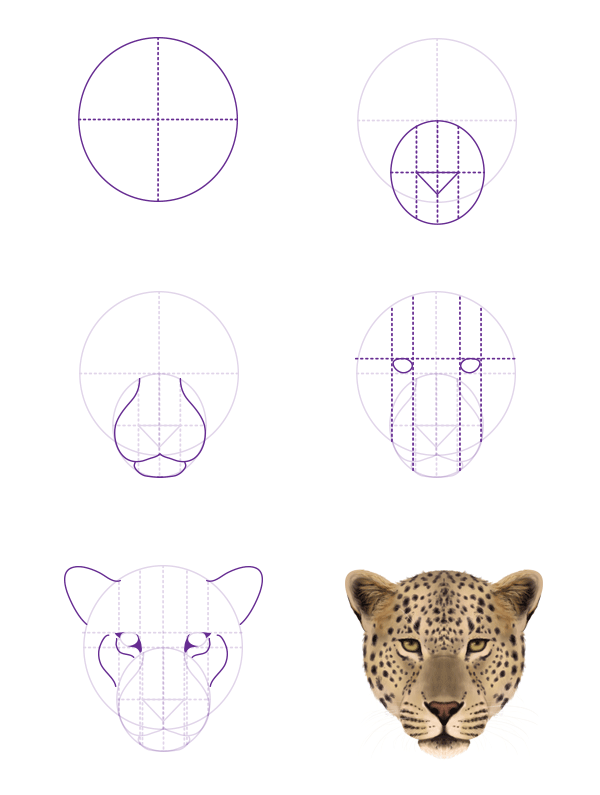 600x795 How To Draw Animals Big Cats, Their Anatomy And Patterns - Jaguar Head Drawing
